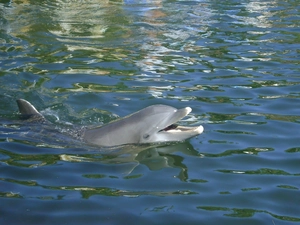 Pool, Dolphin, water