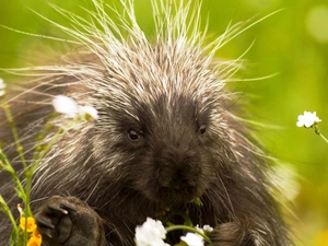 porcupine, Flowers