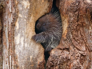 young, trees, Hollow, porcupine