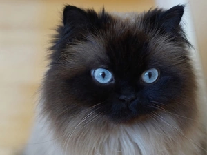 Eyes, portrait, cat, Blue, siamese