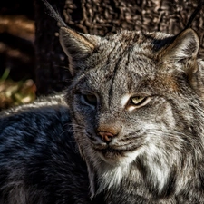 Lynx, portrait