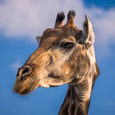 portrait, giraffe, Sky