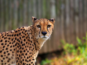 Posed, Cheetah