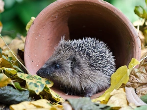 hedgehog, Leaf, Garden, pot