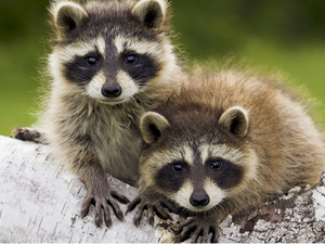 Pracze, young, Sheds