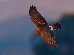 Bird, flight, hawk, predatory