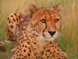predatory, Cheetah