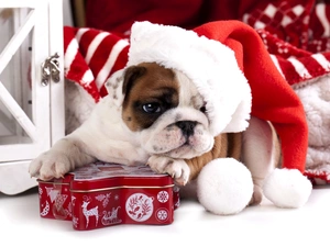 Nicholas, Present, Buldog, Hat, dog