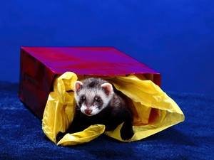 Present, ferret, color