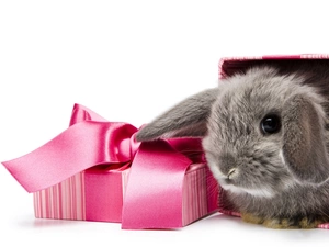 Rabbit, bow, Present, Box