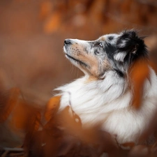 Australian Shepherd, dog, profile