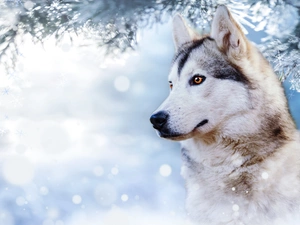 winter, dog, branch, profile, snow, Siberian Husky