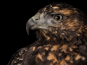 eagle, Black, background, profile