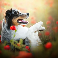 dog, profile, papavers, Australian Shepherd