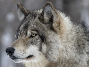 profile, Gray, Wolf
