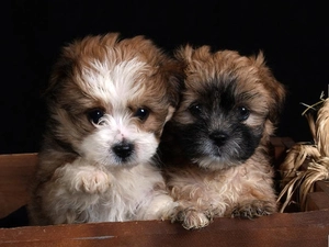 Two cars, Puppies, pud, little doggies