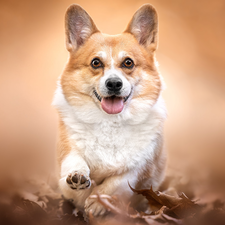 dog, The raised, pud, Welsh corgi pembroke