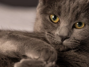 The look, kitten, pud