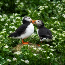 Stone, Flowers, birds, Puffins, Two cars