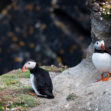 birds, Puffins, Rocks, Two cars