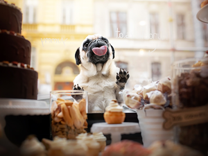 dog, Tounge, Glass, pug