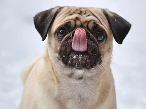 Tounge, The look, pug, Funny, dog