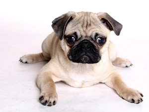 pug, lying, dog