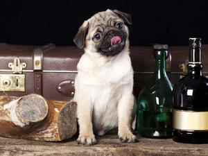 dog, Bottles, Puppy, pug