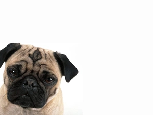 pug, young, dog