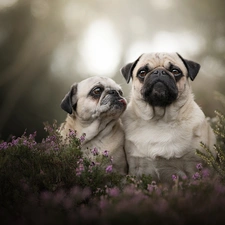 pugs, heather