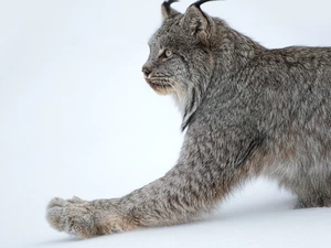 Lynx, paw, snow, pulled