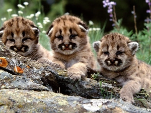 Puma, Three, young