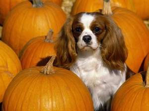 King Charles Spaniel, pumpkin