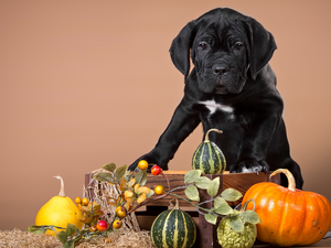 pumpkin, dog, Puppy