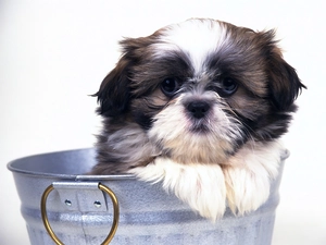 puppie, Bucket