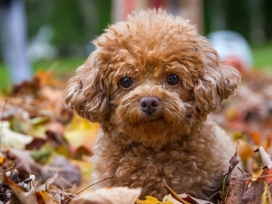 honeyed, poodle, Meadow, puppie