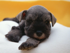 small, puppie, miniature Schnauzer, doggy