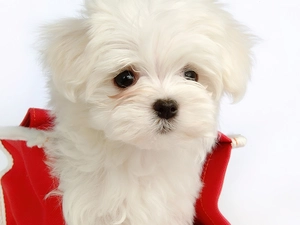 puppie, White, small