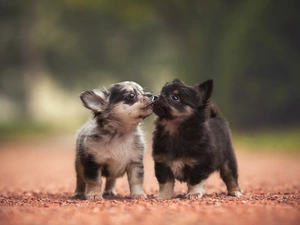 animals, sweet, Chihuahua, puppies