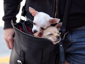 bag, Two cars, puppies