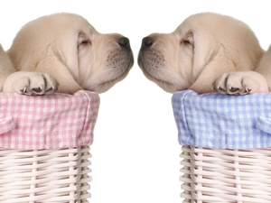 puppies, Baskets