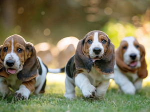 Basset Hound, Three, puppies