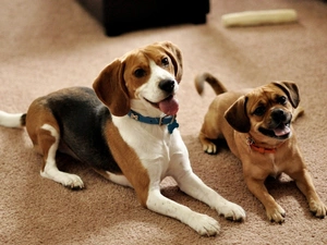 puppies, Beagle