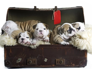 puppies, English Bulldog