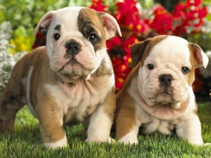 Puppies, Bulldog