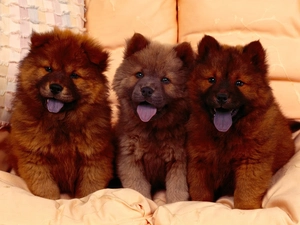 puppies, Chow chow