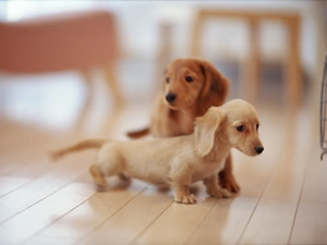 puppies, Dogs, dachshunds