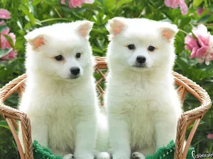 Flowers, Two cars, puppies