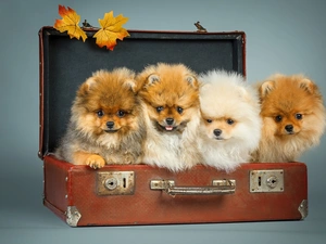 four, Spitz, case, puppies
