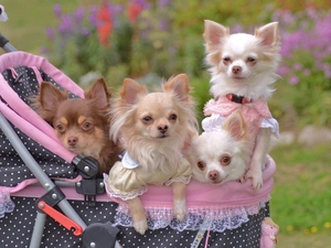 four, Chihuahua, trolley, puppies